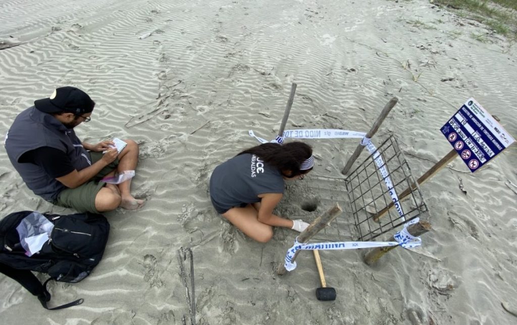 Investigadores monitorean nidos de tortugas